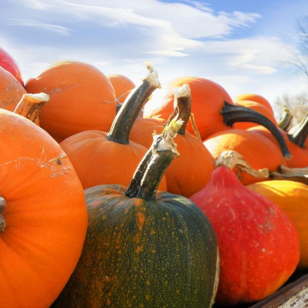 Festa della Zucca di Venzone 2024: date, orari, programma e come arrivare