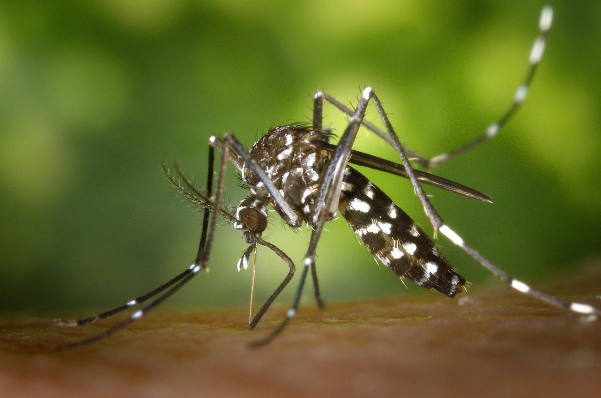 Febbre Dengue: tre casi in Italia, situazione monitorata dalle isti…