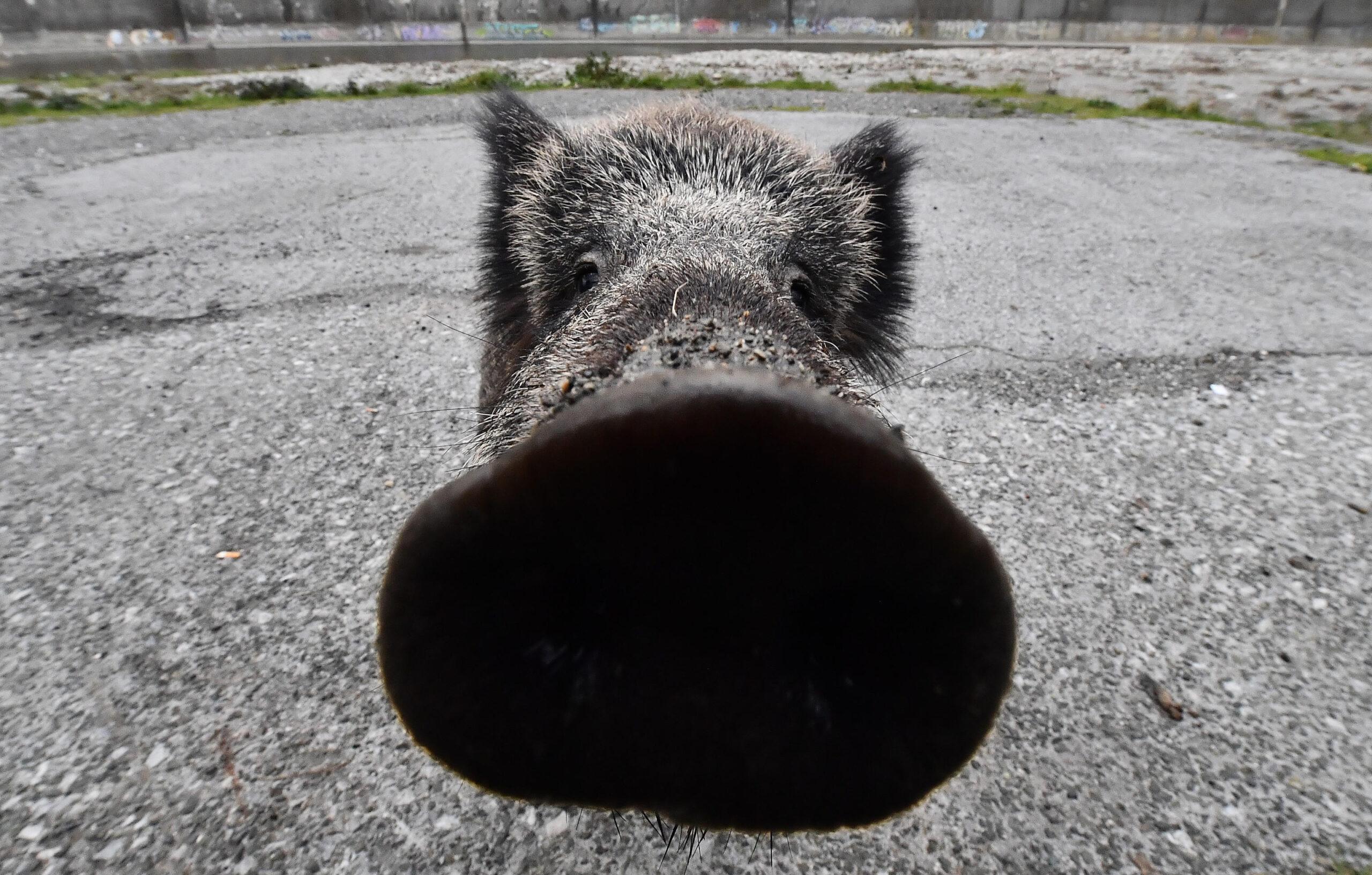 Al supermercato carne di cinghiale Made in Roma, ma è sicura per la salute?