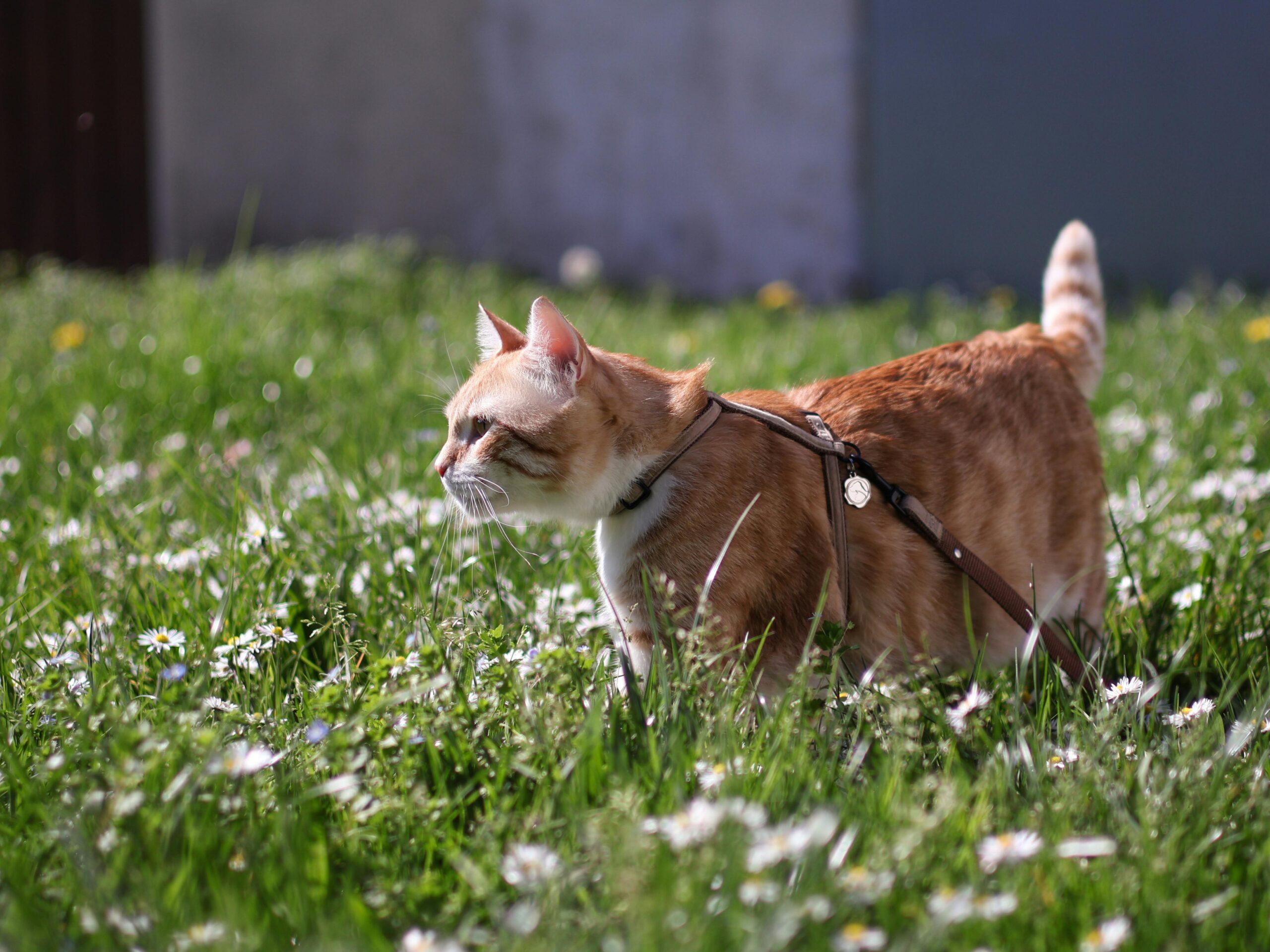 Posso portare il mio gatto al guinzaglio?