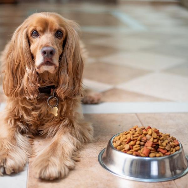 Cosa fa bene al cane da mangiare? Tre ricette veloci per gli amici a quattro zampe