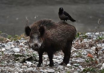 L’Aquila, scambia un cacciatore per un cinghiale e gli spara: ferito gravemente a Civitella Roveto