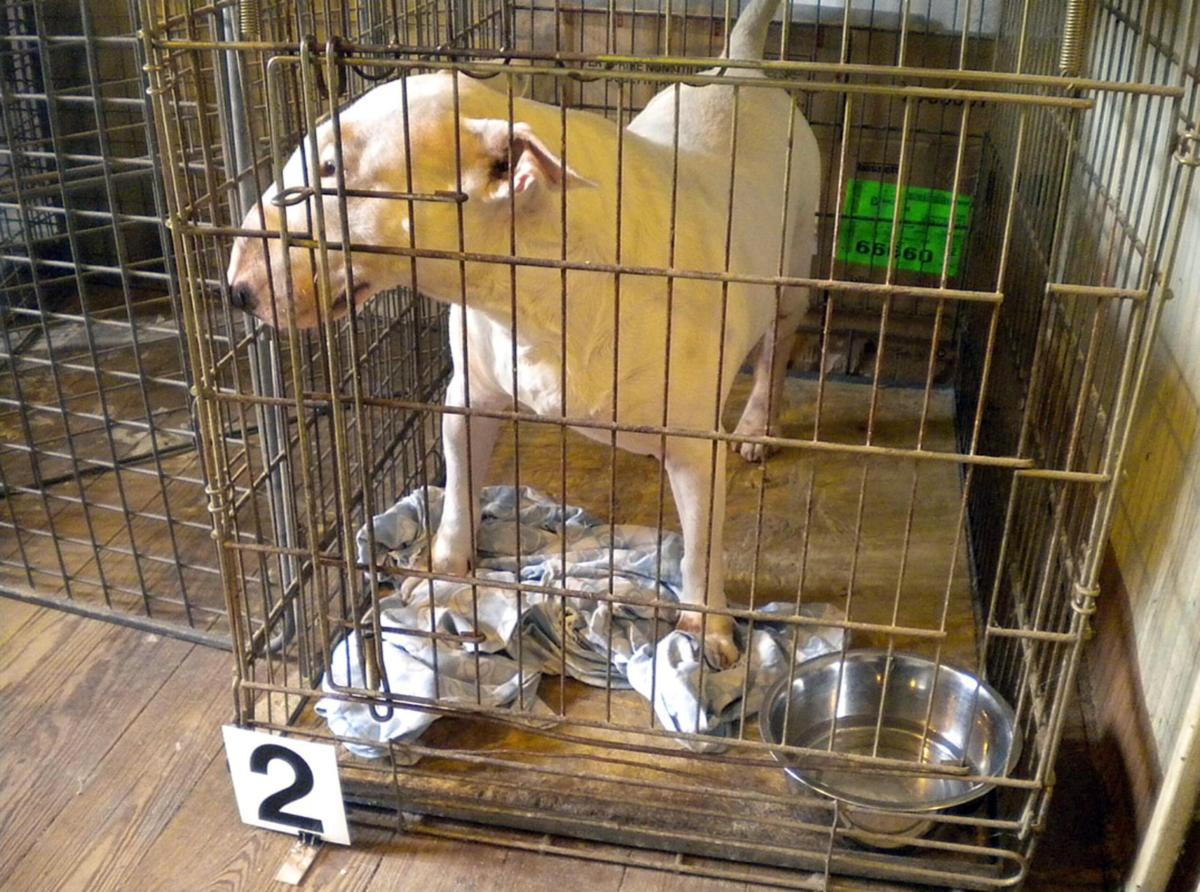 Padova, viene assalita dai suoi 5 pittbull e amstaff in casa: anziana donna perde entrambe le braccia