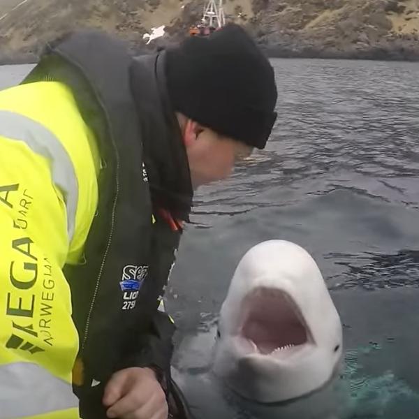 La balena Beluga Hvaldimir perché era considerata una spia russa? Causa morte e storia del famoso cetaceo