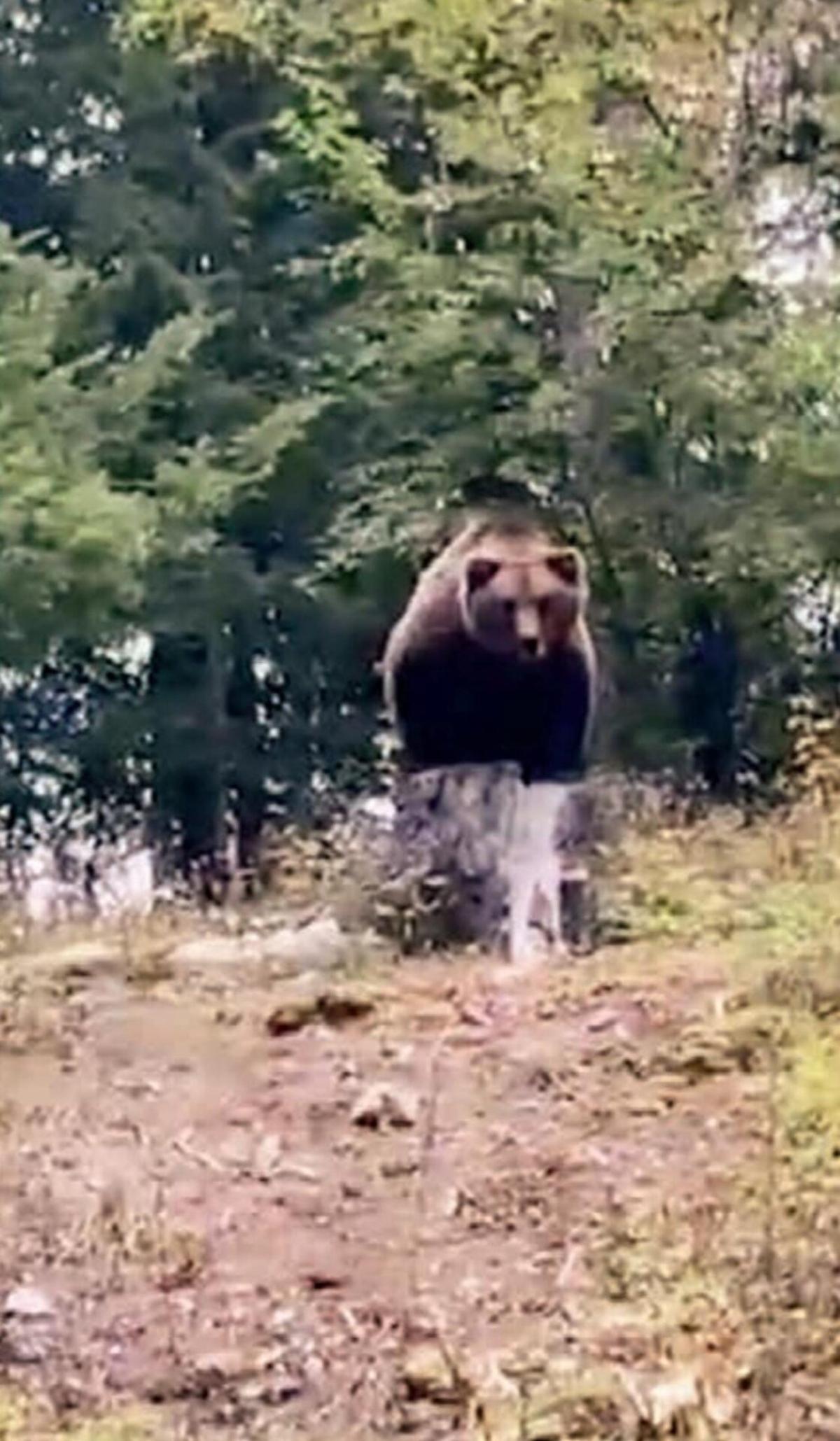 Trentino, gli orsi spaventano i turisti e arrivano le prime disdette