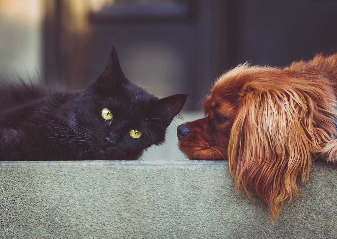 Cani e gatti abbandonati dagli eredi legittimi: perché? Barbara David: “Pensano soltanto al lascito. Gesto ignobile”