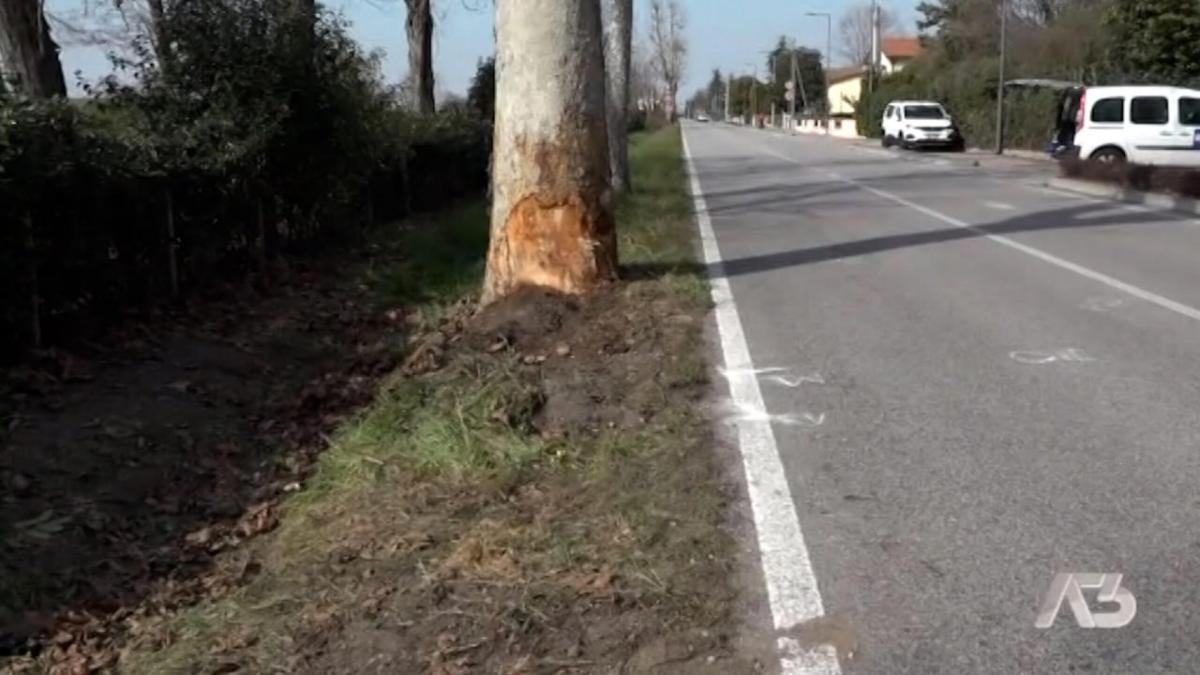 Incidente sul lavoro a Bologna, boscaiolo travolto da un albero: mo…