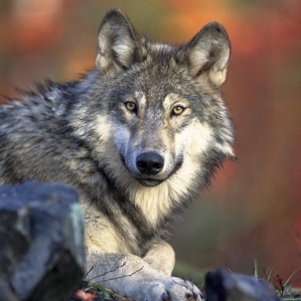 Cosa fare quando si incontra un lupo? Un vademecum per gli appassionati della natura