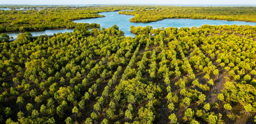 Il Progetto Delta Blue Carbon: i benefici della riforestazione delle mangrovie in Pakistan