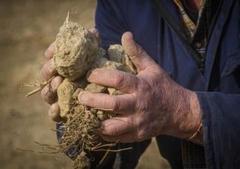 Siccità, l’allarme di Coldiretti: 2023 anno più caldo di sempre in Italia, agricoltura in ginocchio