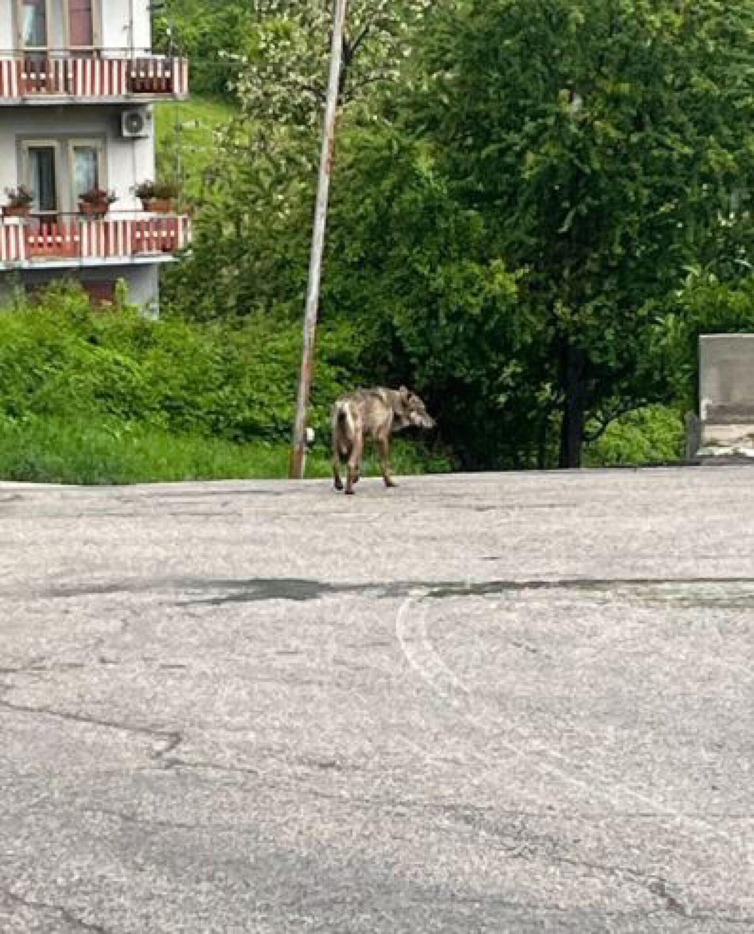 Chieti, catturata la lupa di Vasto: cosa le accadrà