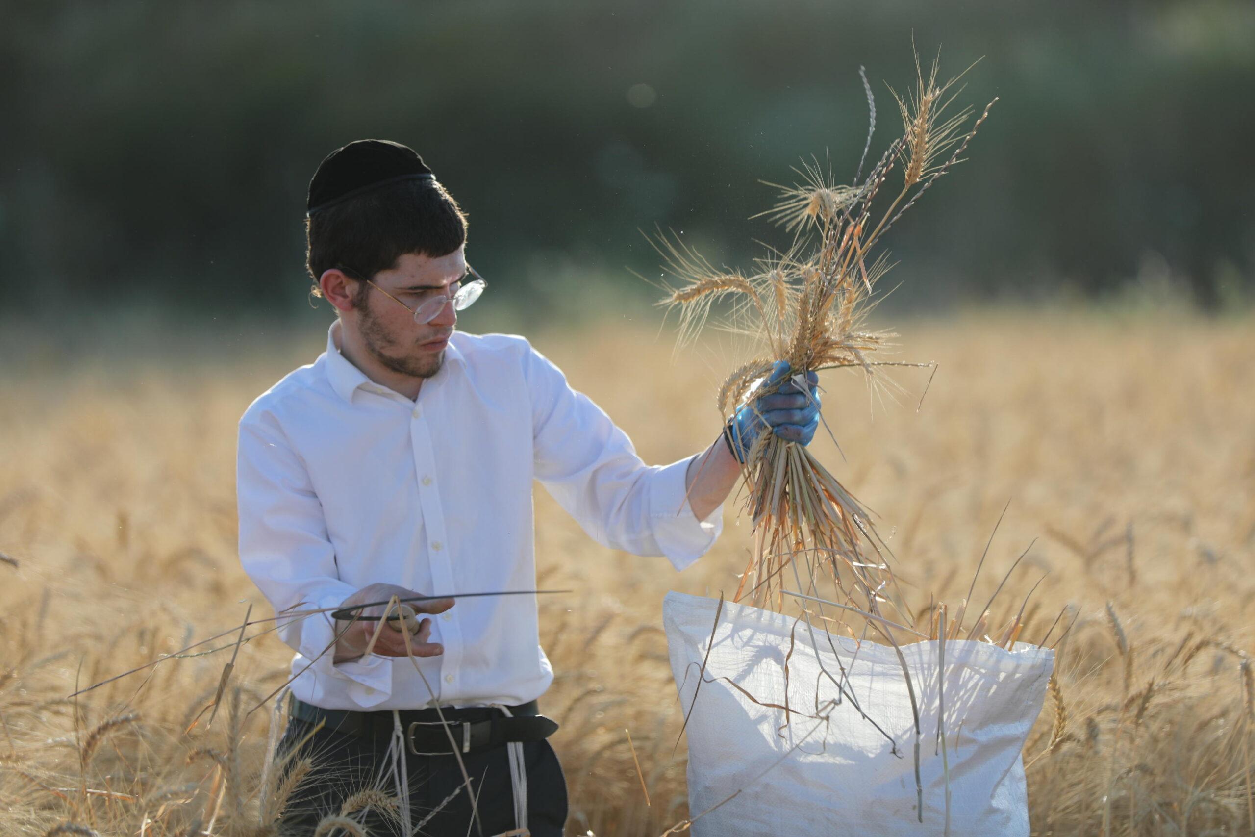 Kibbutz: cosa sono e quanti sono in Israele?