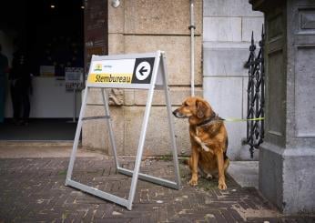 Elezioni europee 2024, si può andare a votare con il cane?