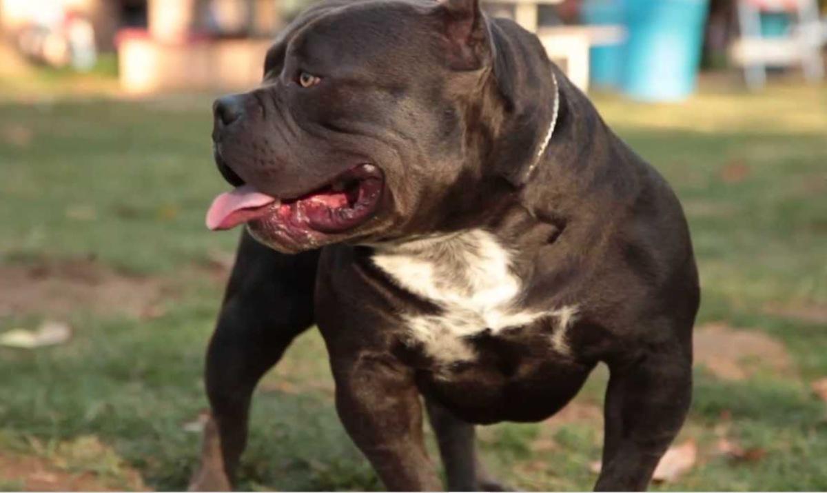 Cosa sta succedendo nel Regno Unito? Perché i cani American Bully sono stati vietati?