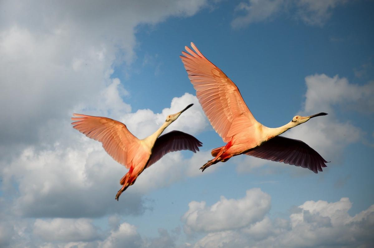 Fenicotteri rosa: a rischio uno dei santuari più spettacolari d’Eur…