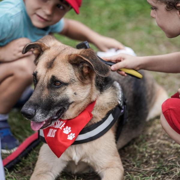 Il cioccolato è veleno per cani: la storia di Charlie