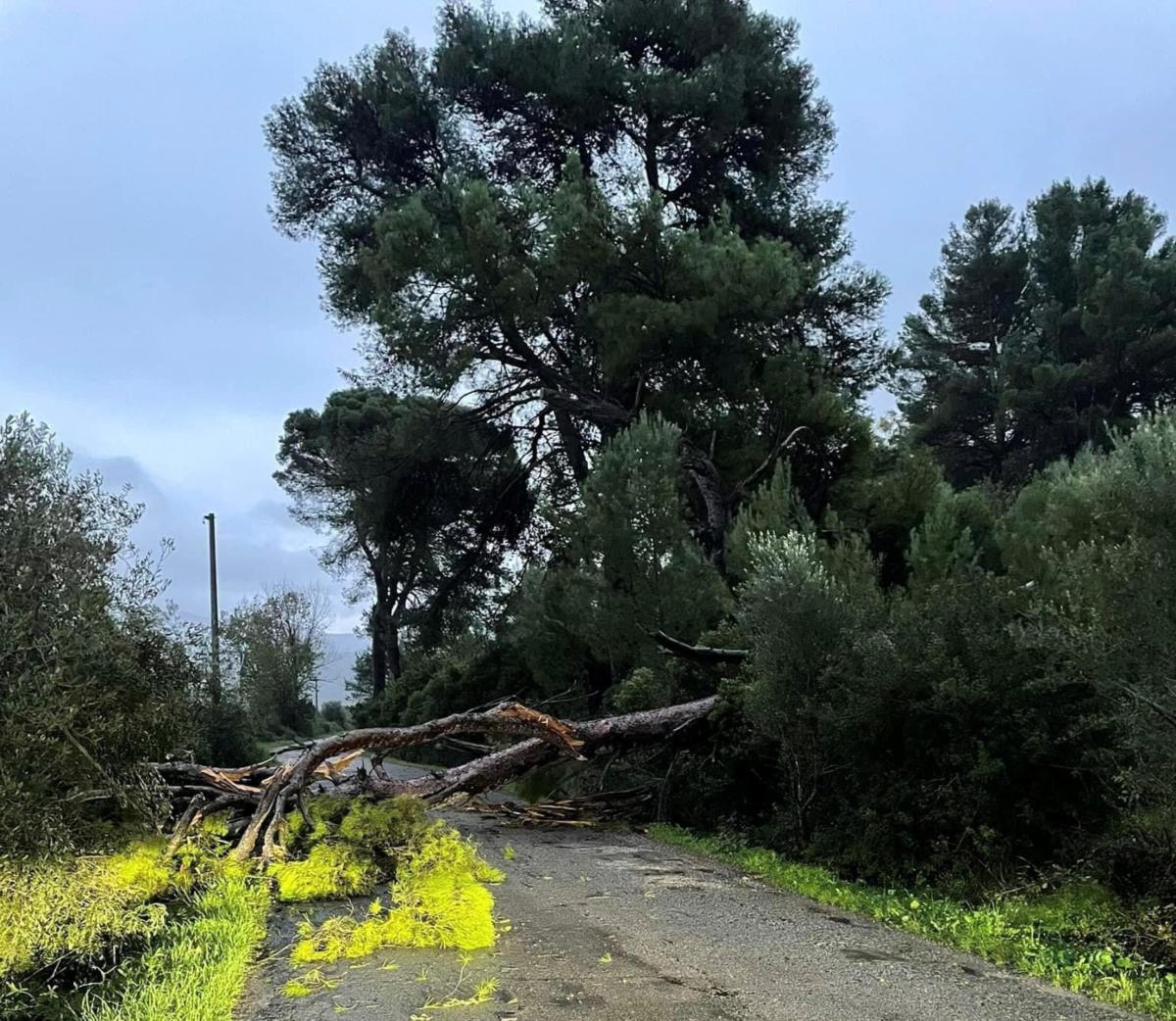 Varese, albero cade su viale Europa: disagi per il traffico