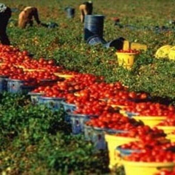 Taglio cuneo fiscale lavoratori agricoli 6-7% da luglio a dicembre 2023, come funziona?