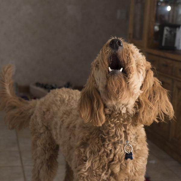 Perché il cane abbaia di continuo? Cause e consigli per farlo smettere