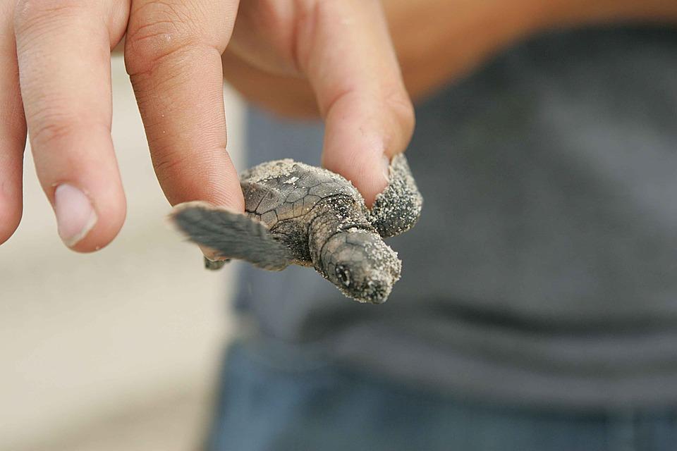 Lampedusa, nati i primi esemplari di tartaruga Caretta Caretta: sono 146