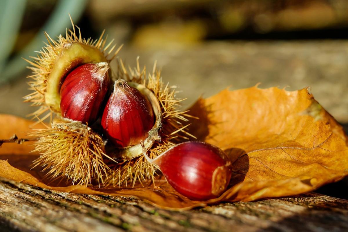 Castagne in autunno, ecco perché bisognerebbe mangiarne in quantità