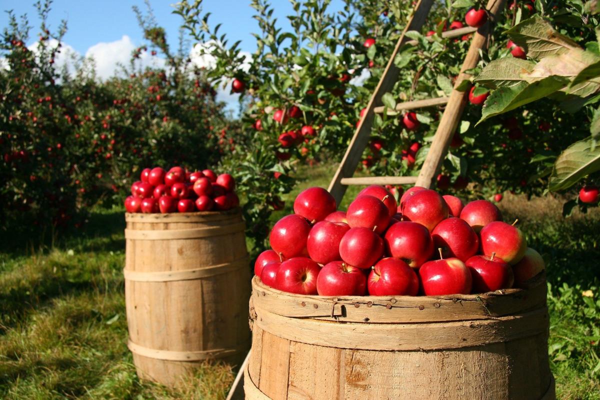 Mancanza braccianti agricoltura. L’allarme lanciato dalla Coldiretti