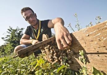 Come eliminare le lumache dalle piante del giardino