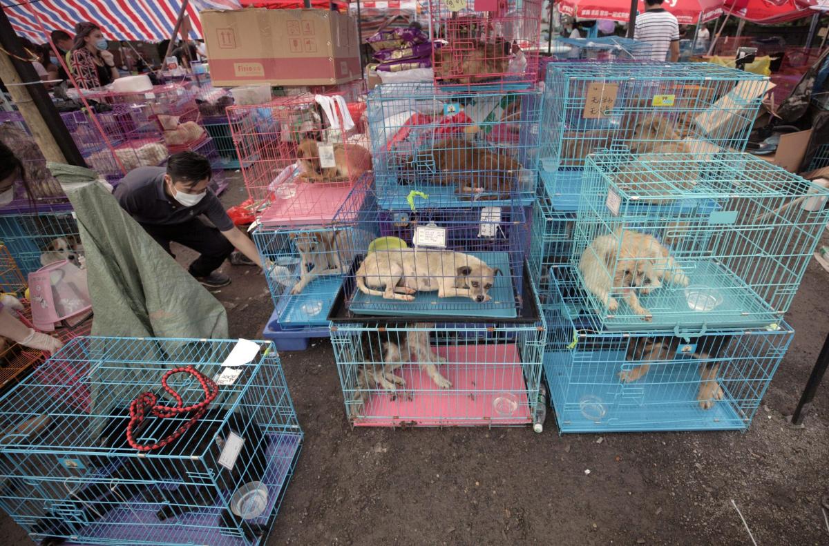 Cina, gli animalisti di NoToDogMeat contro il festival dove mangian…