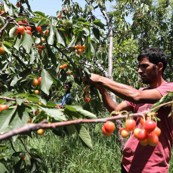 Lavoro occasionale in agricoltura: aggiornato il modello UNILAV