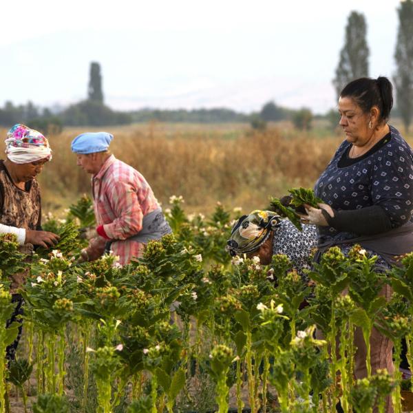 OTD e OTI: rilevazione delle retribuzioni dei lavoratori del settore agricolo, le istruzioni INPS