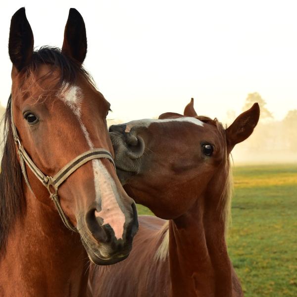 Fieracavalli 2022: programma e tutto quello che c’è da sapere