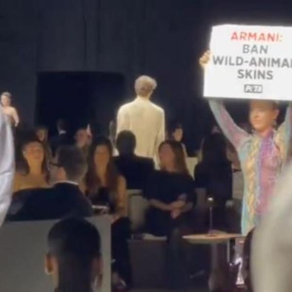 Giorgio Armani: animalista insanguinato si intrufola durante una sua sfilata a New York | VIDEO