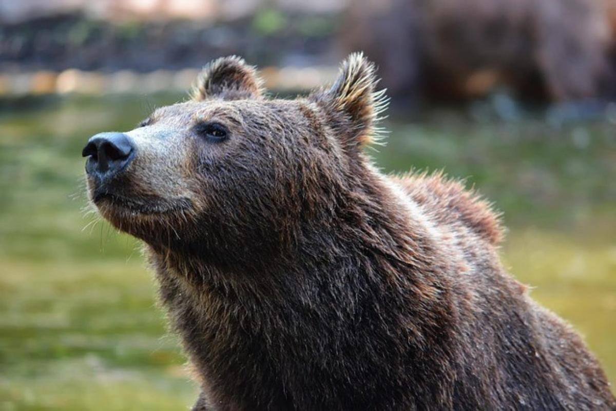 Trentino, mamma a spasso con i figli avvista un orso vicino ad una …