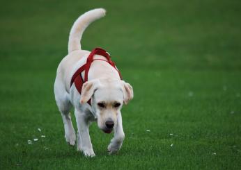 Perchè i cani mangiano le proprie feci? Cosa fare e conseguenze per l’animale