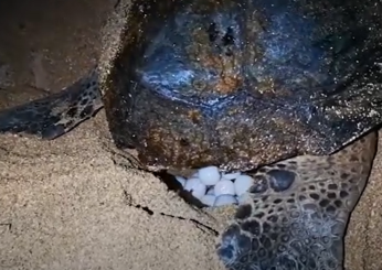 Agrigento, tartaruga marina Caretta Caretta depone uova vicino Scala dei Turchi: il video dello spettacolo sulla spiaggia di Realmonte