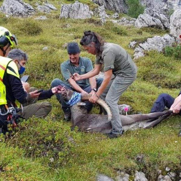 Dolomiti, morto lo stambecco salvato dopo aver ingoiato una scatoletta di tonno