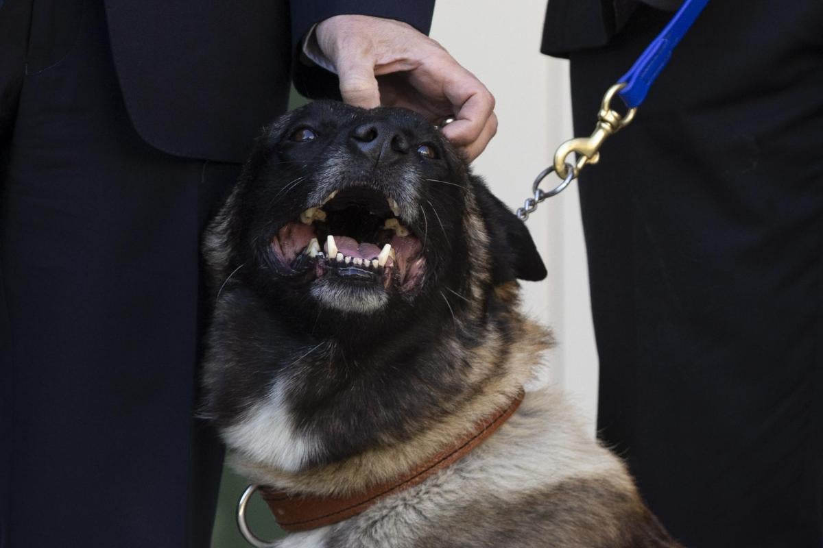 Il cane più dotato del mondo, l’Università di Helsinki premia il Be…