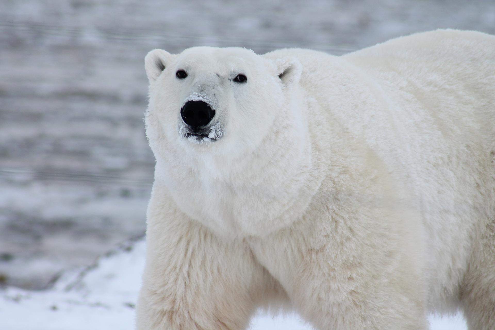 Giornata mondiale dell’orso polare, una specie in via d’estinzione a causa del cambiamento climatico