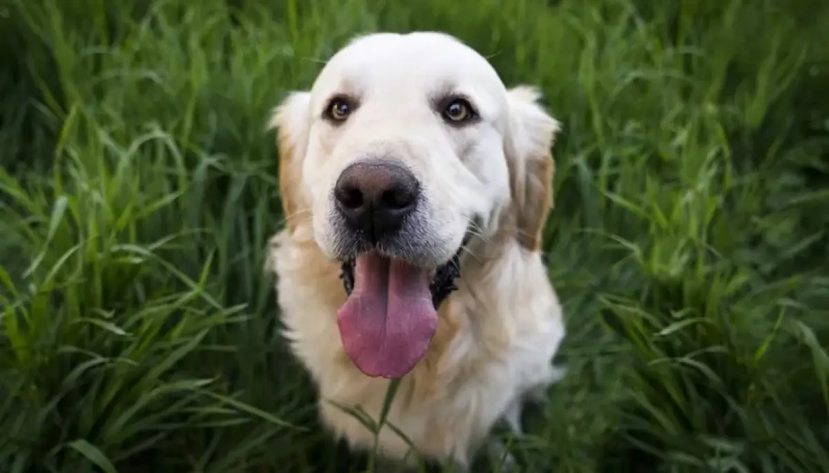 Ospedale veterinario pubblico Roma, sarà il primo in Italia