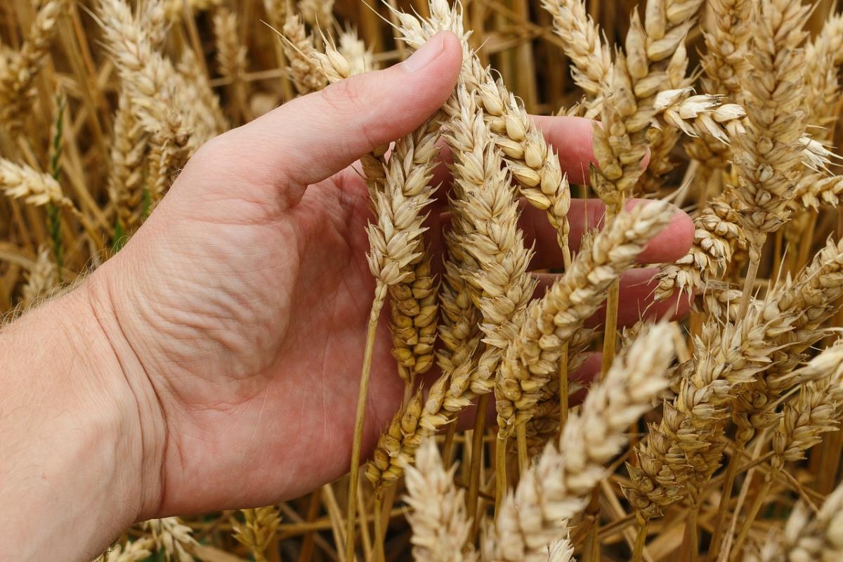 Comune di Latina cerca un Agronomo a tempo indeterminato