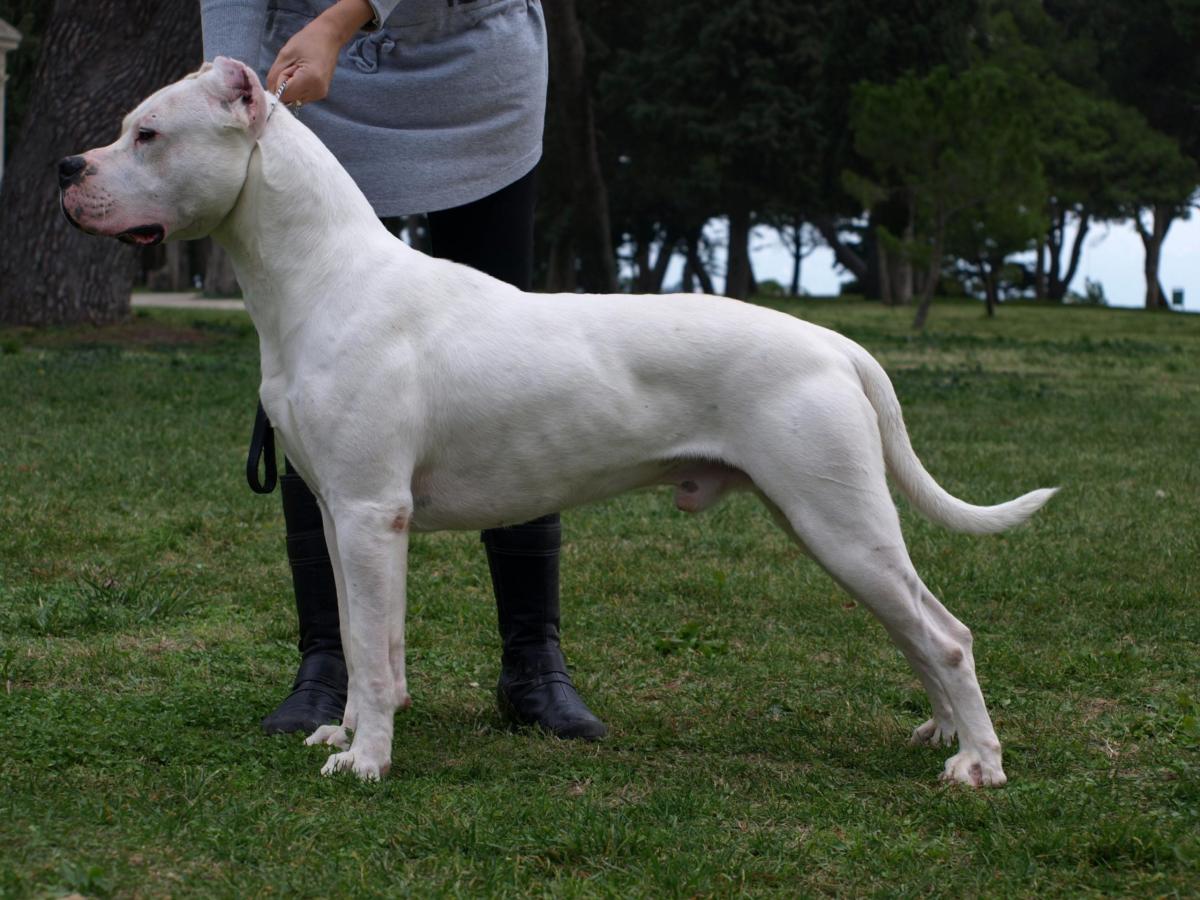 Dogo argentino: carattere, educazione e allevamento