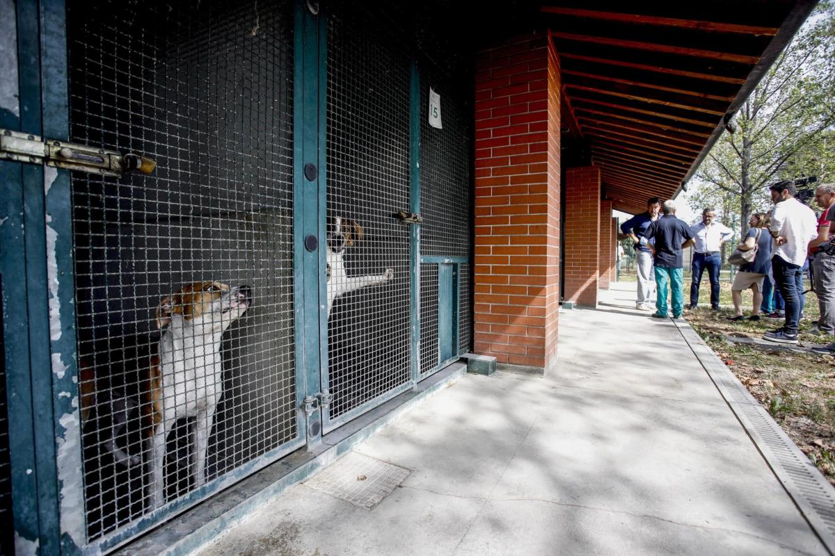 Usa, muore il padrone e il suo cane Nikki non si stacca dal suo pel…