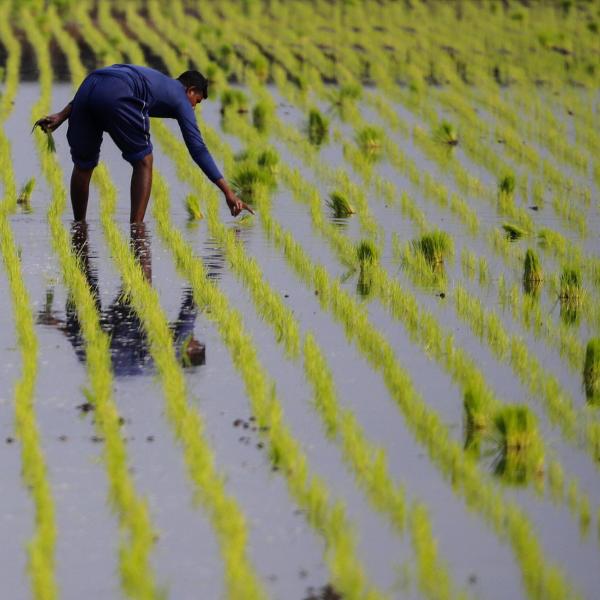 Chi è la moglie di Satnam Singh e cosa ha detto sulla morte del bracciante agricolo di Latina?