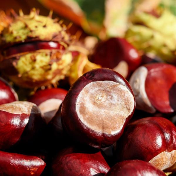 Scopriamo che differenza c’è tra i marroni e le castagne