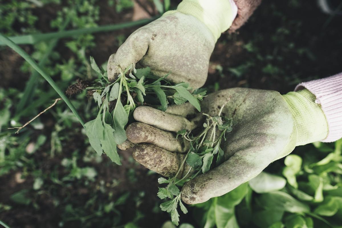 Lavori di marzo in giardino e in terrazzo, tutto quello che c’è da …