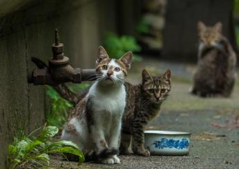 Barletta, gatto randagio ucciso da petardi in centro città: “Creatura massacrata”. La denuncia