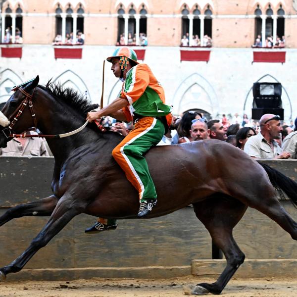 Assegnazione cavalli Palio di Siena 16 agosto 2023. Festa per Aquila, Giraffa, Oca e Pantera