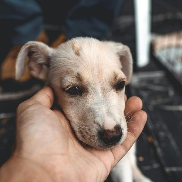 Cosa fare per adottare un cane al canile: procedura e consigli per la scelta