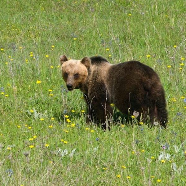 Quanto sono frequenti gli attacchi degli orsi all’uomo? Secondo le statistiche 1 su 2,1 milioni