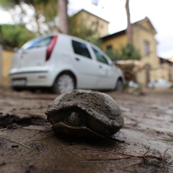 Toscana, prima tregua dal maltempo ma la situazione resta critica. Rossetti (sindaco di Cerreto Guidi): “Continuiamo a pulire. Tra i cittadini c’è amarezza”